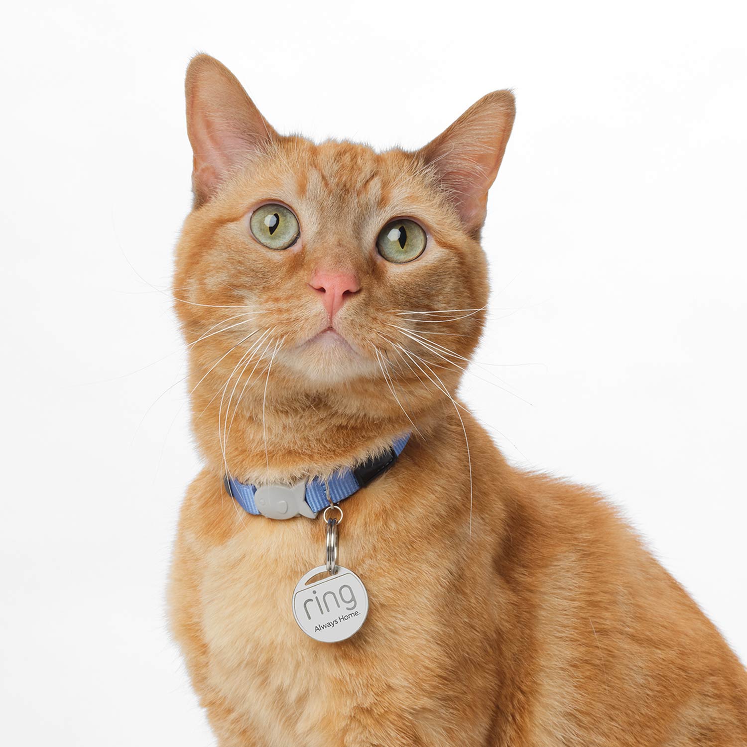 Pet Deluxe Kit - Orange tabby cat wearing a blue collar with a Ring Pet Tag attached, sitting against a white background.