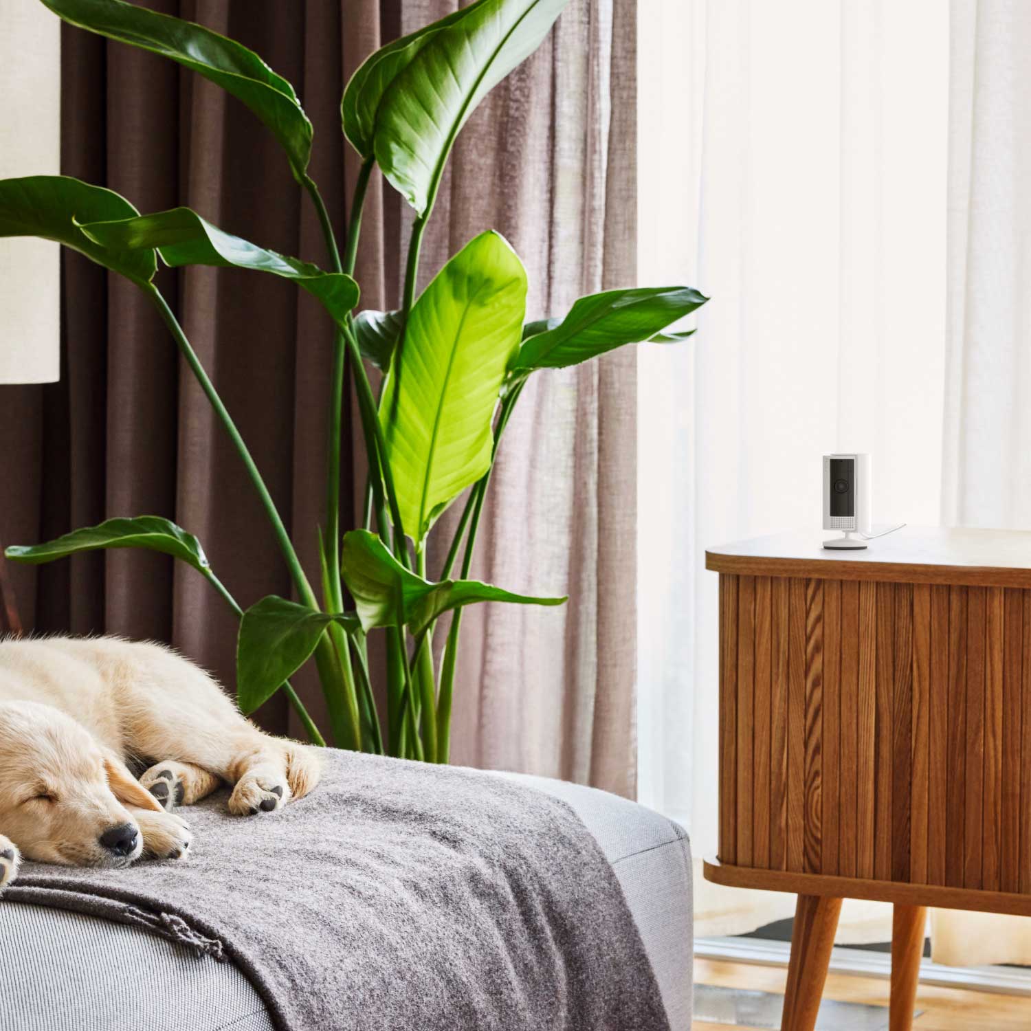 8-Piece Alarm Security Kit + Indoor Cam (2nd Gen) - Ring Indoor Cam monitors sleeping dog on a couch, with a large green plant nearby and sunlight shown through curtains.